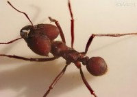 /album/dedetiza%c3%a7%c3%a3o/a1276788426-100526225-10-fotos-de-dedetizacao-desinsetizacao-descupinizacao-desratizacao-1276788426-jpg/